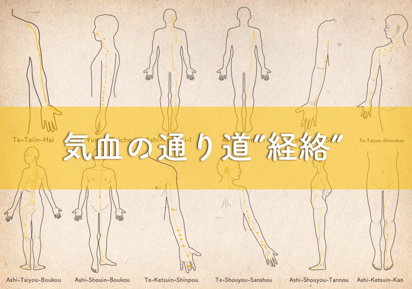【受付終了】7月15日(水)「はじめての中医学」7時間目『人体の中にある気血水の通り道「経絡」』 | むしろ台所診療所